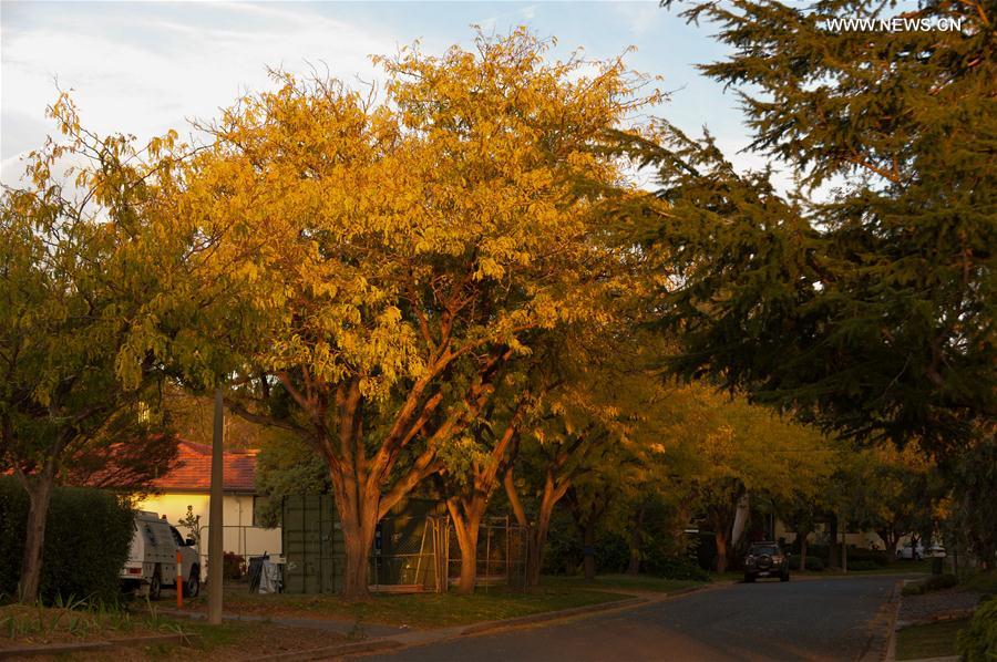 AUSTRALIA-CANBERRA-AUTUMN