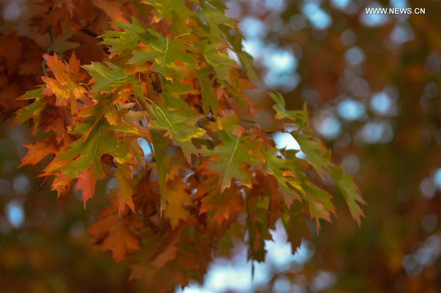 AUSTRALIA-CANBERRA-AUTUMN