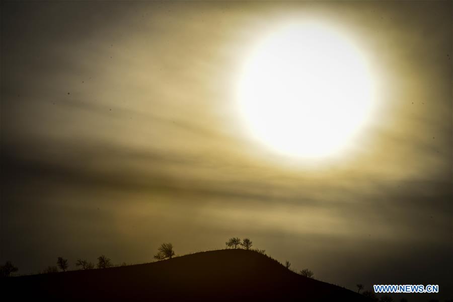 CHINA-XINJIANG-APRICOT-SCENERY (CN)