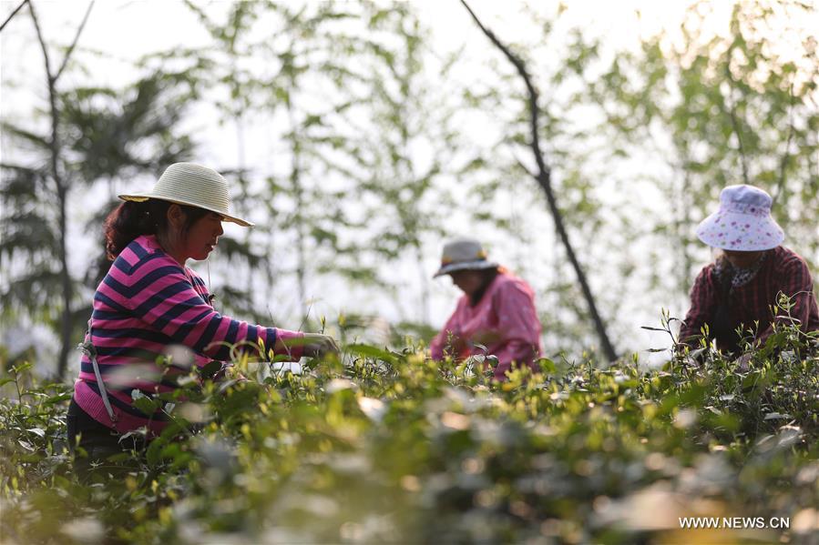 CHINA-SICHUAN-EMEI MOUNTAIN-ORGANIC TEA (CN)