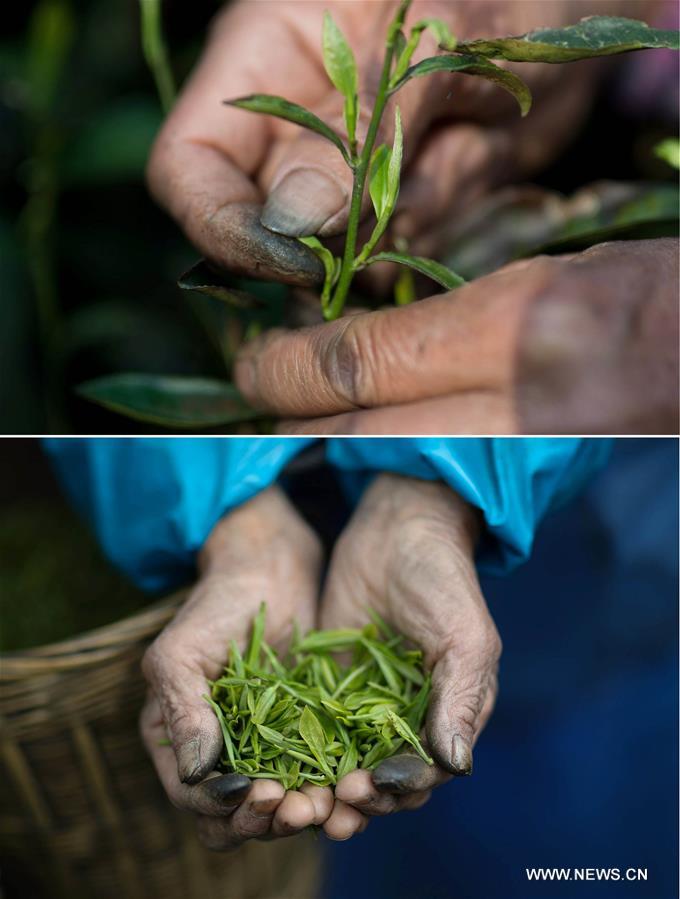 CHINA-SICHUAN-EMEI MOUNTAIN-ORGANIC TEA (CN)