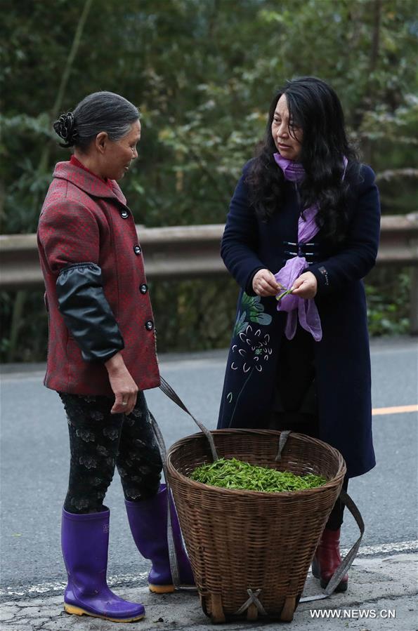 CHINA-SICHUAN-EMEI MOUNTAIN-ORGANIC TEA (CN)