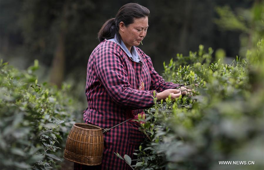 CHINA-SICHUAN-EMEI MOUNTAIN-ORGANIC TEA (CN)