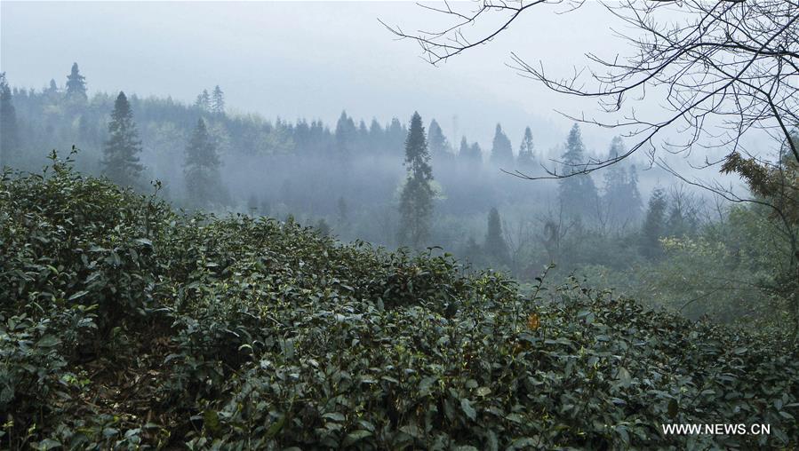 CHINA-SICHUAN-EMEI MOUNTAIN-ORGANIC TEA (CN)