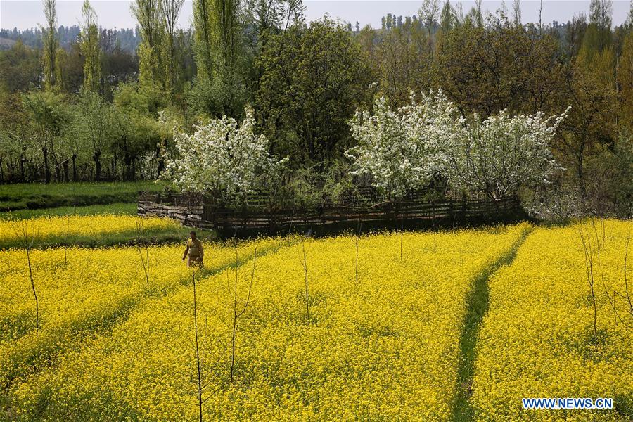 INDIA-KASHMIR-SRINAGAR-SPRING