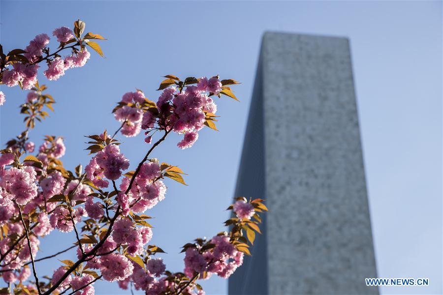 UN-CHERRY BLOSSOM-SPRING SCENERY