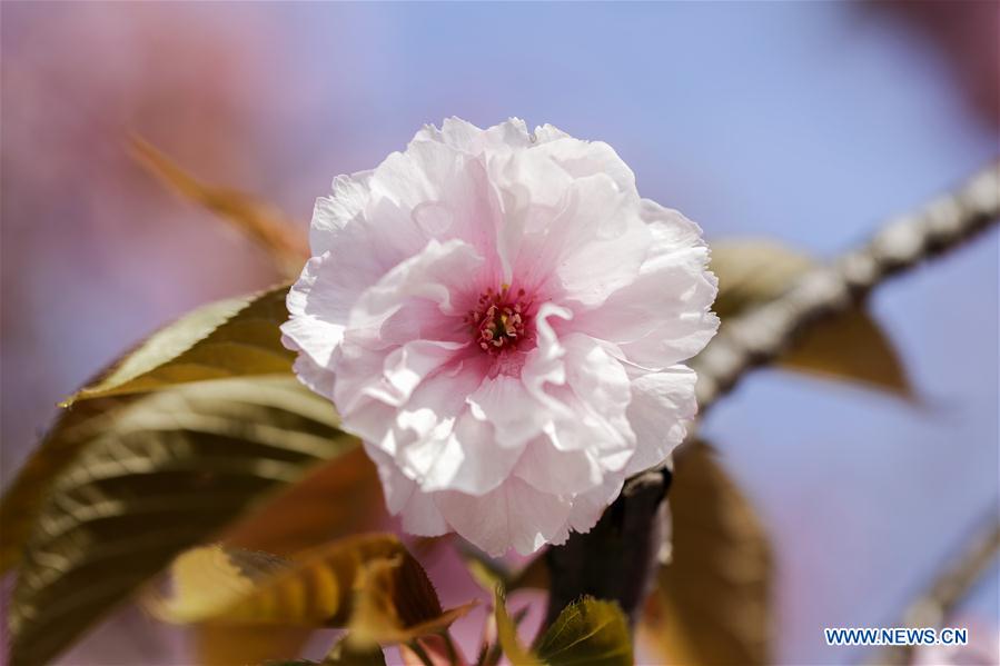 UN-CHERRY BLOSSOM-SPRING SCENERY