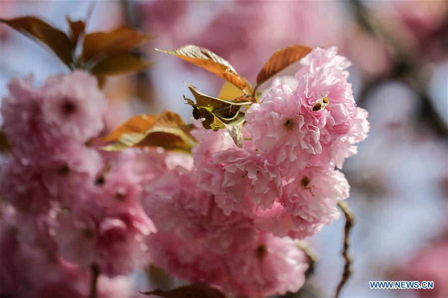 UN-CHERRY BLOSSOM-SPRING SCENERY