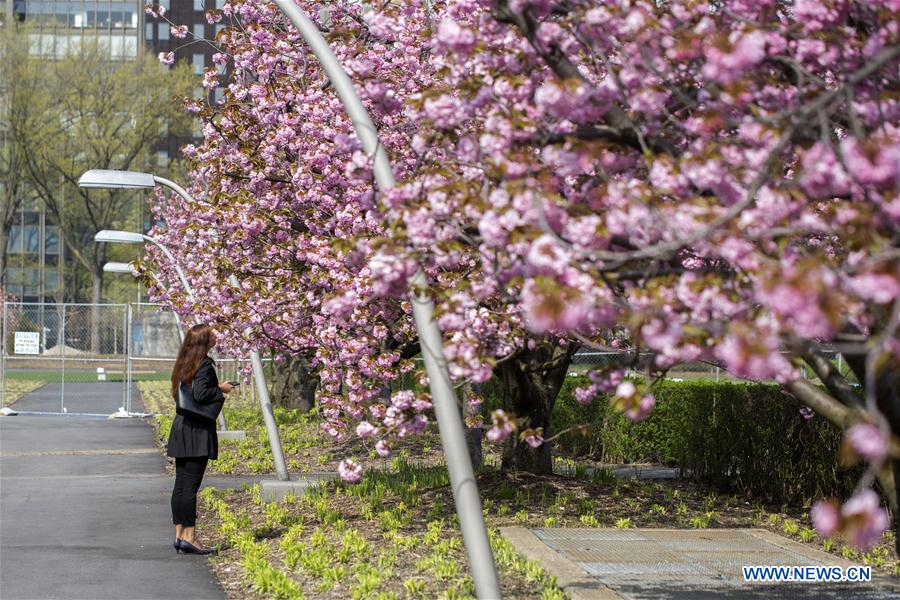 UN-CHERRY BLOSSOM-SPRING SCENERY