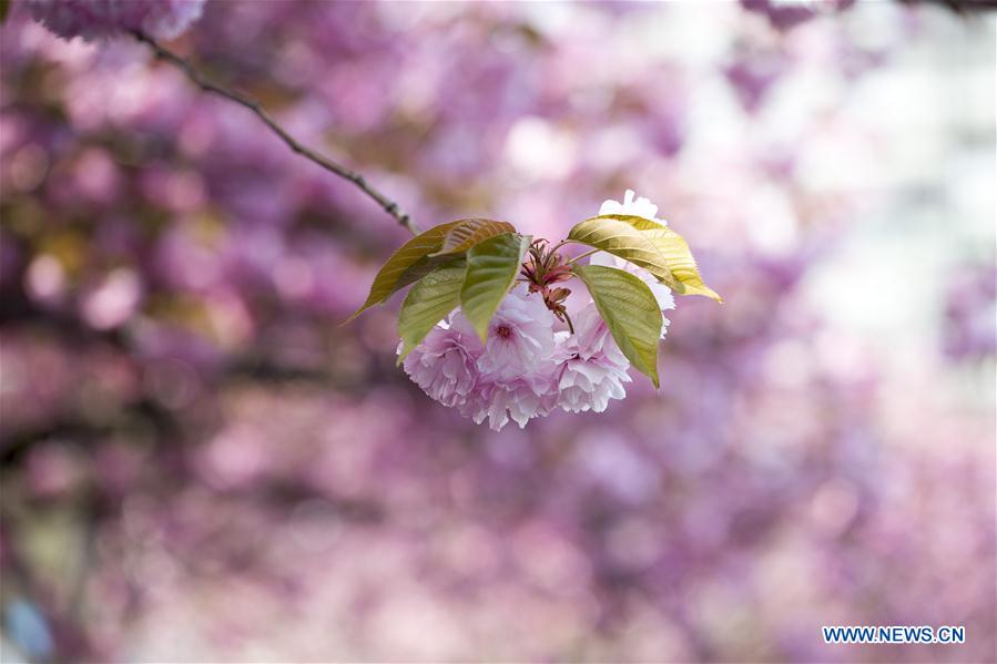 UN-CHERRY BLOSSOM-SPRING SCENERY