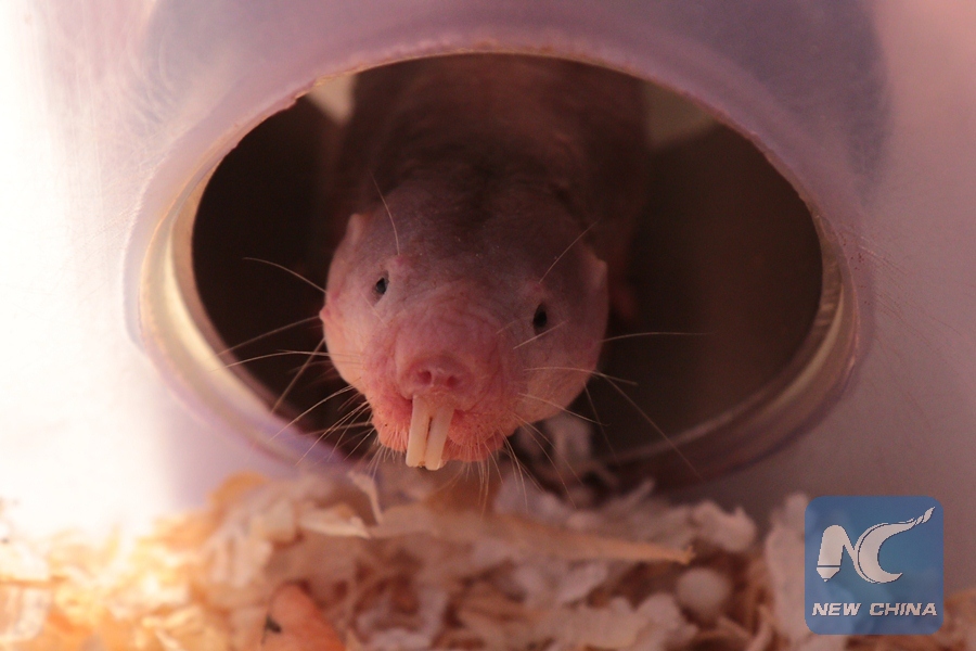 Secret of naked mole-rats' surviving without oxy