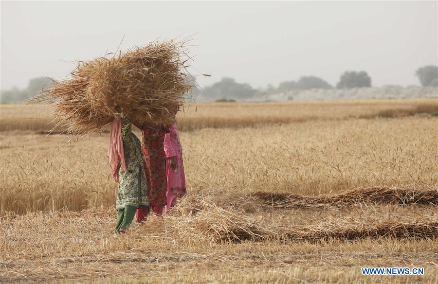 PAKISTAN-MULTAN-WHEAT-HARVEST