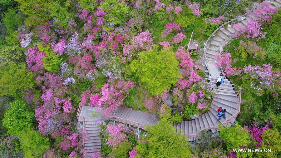 CHINA-HUBEI-YINGSHAN-AZALEA BLOSSOMS(CN)