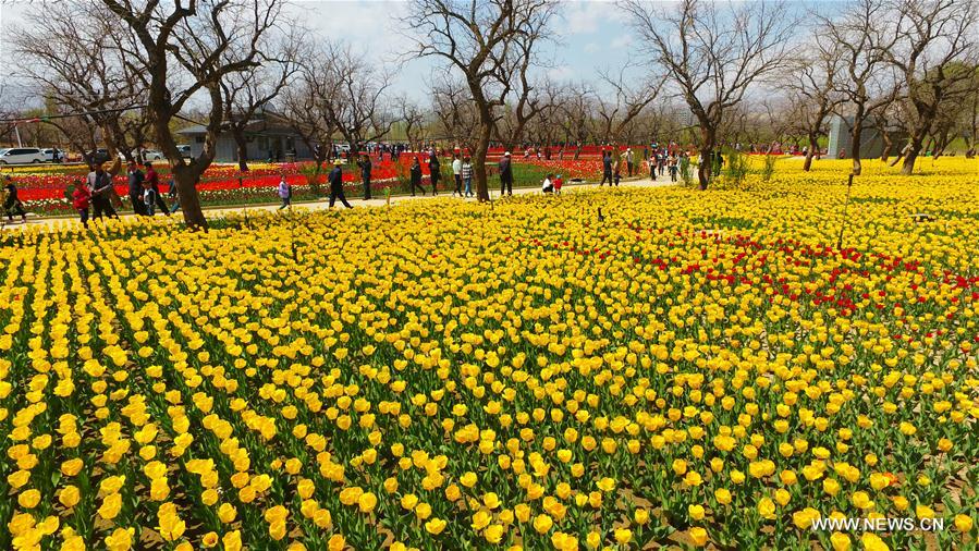 #CHINA-GANSU-TULIP FLOWER(CN)