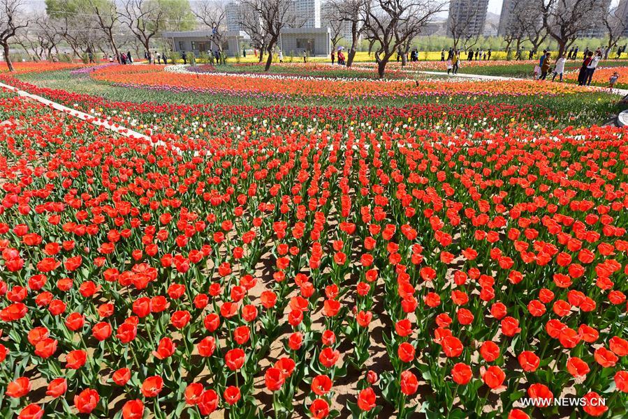 #CHINA-GANSU-TULIP FLOWER(CN)