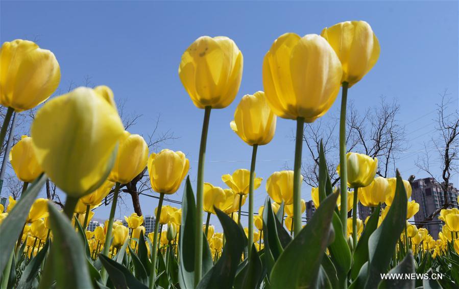 #CHINA-GANSU-TULIP FLOWER(CN)
