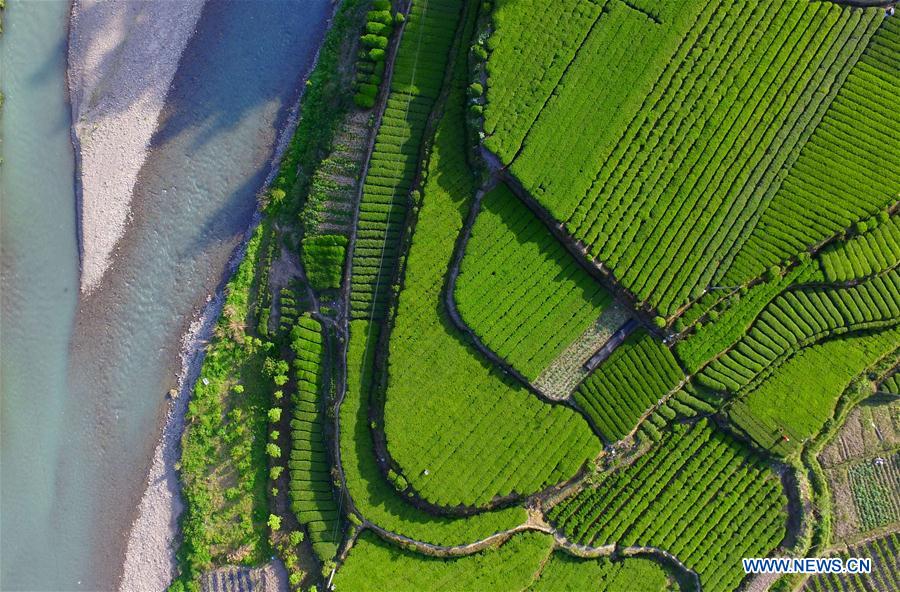 #CHINA-HUBEI-TEA GARDEN-AERIAL PHOTO(CN)