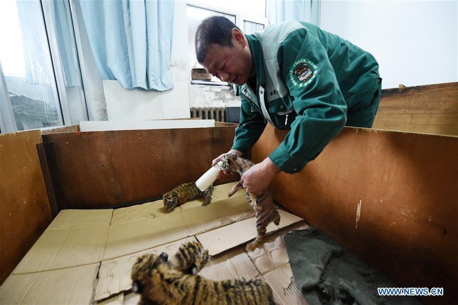 CHINA-HARBIN-SIBERIAN TIGER CUB (CN)