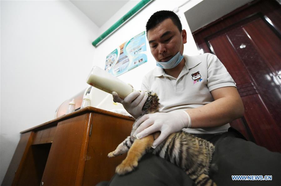 CHINA-HARBIN-SIBERIAN TIGER CUB (CN)