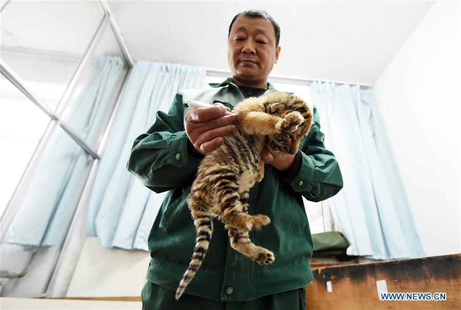 CHINA-HARBIN-SIBERIAN TIGER CUB (CN)