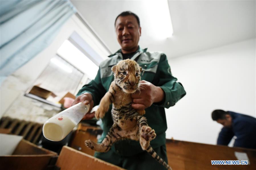 CHINA-HARBIN-SIBERIAN TIGER CUB (CN)