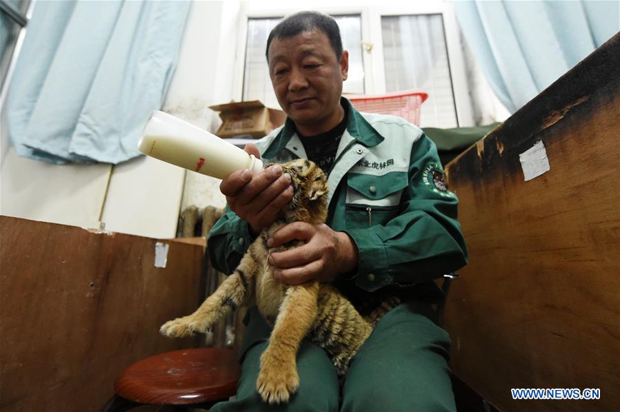 CHINA-HARBIN-SIBERIAN TIGER CUB (CN)