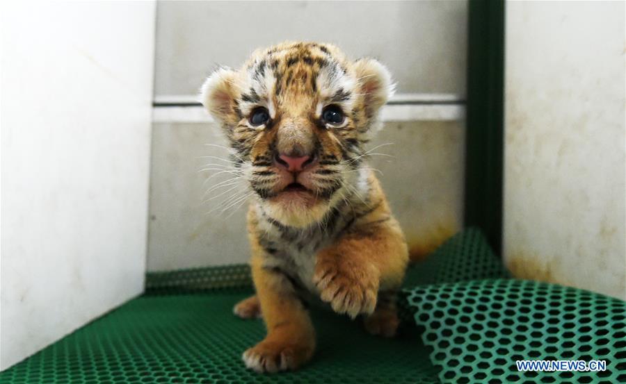 CHINA-HARBIN-SIBERIAN TIGER CUB (CN)