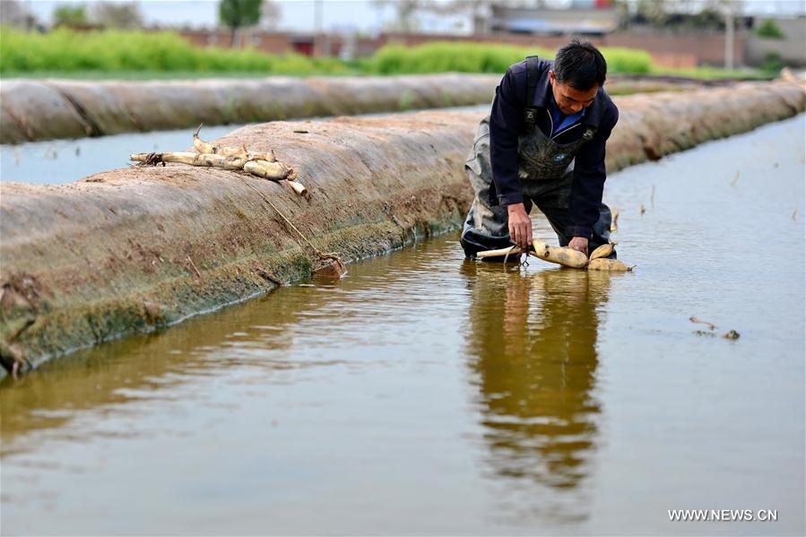 CHINA-HEBEI-LOTUS ROOT-PLANTING (CN)