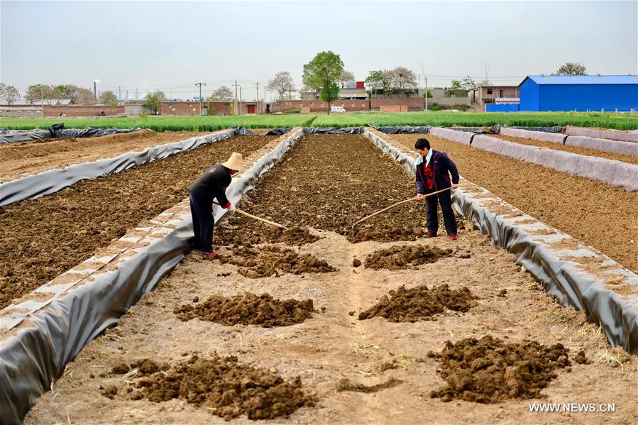 CHINA-HEBEI-LOTUS ROOT-PLANTING (CN)