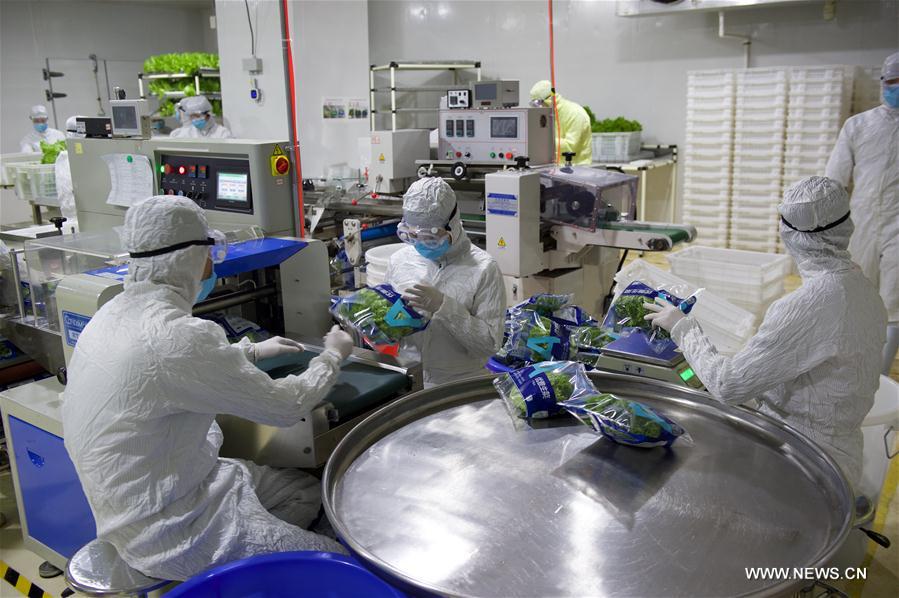 CHINA-FUJIAN-ANXI-PLANT FACTORY (CN)