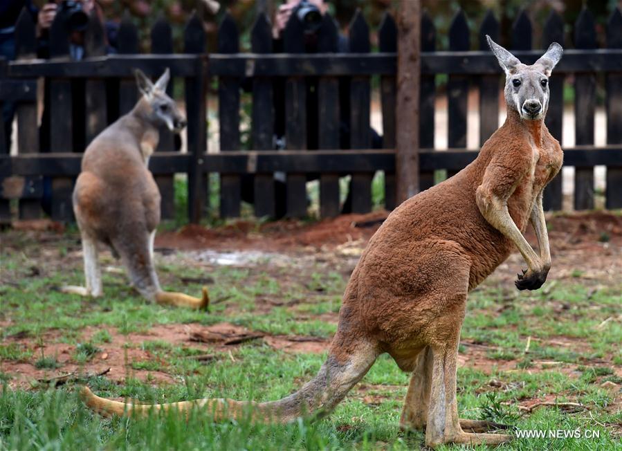 CHINA-KUNMING-ZOO-RED KANGAROO (CN)