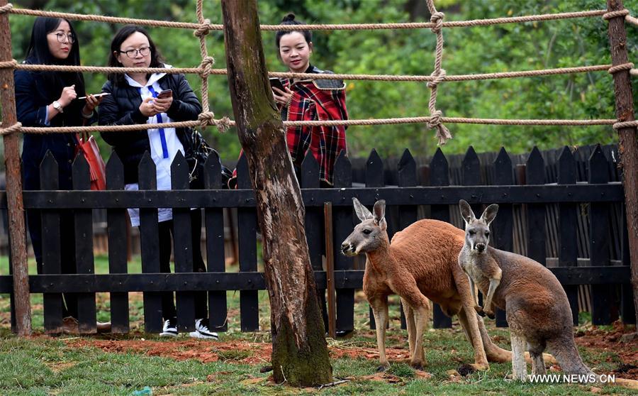 CHINA-KUNMING-ZOO-RED KANGAROO (CN)