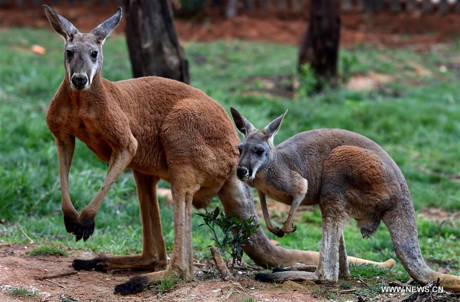 CHINA-KUNMING-ZOO-RED KANGAROO (CN)