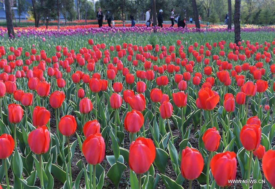 #CHINA-GANSU-TULIP FLOWERS (CN) 