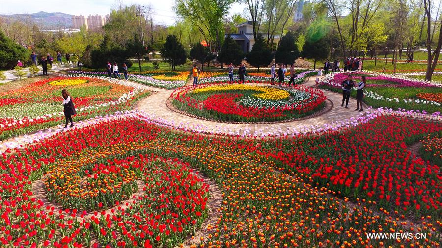 #CHINA-GANSU-TULIP FLOWERS (CN) 