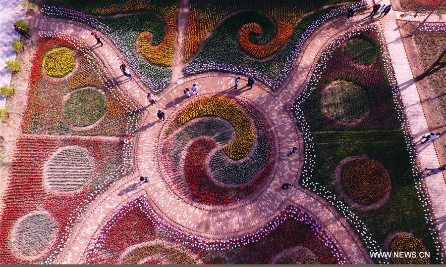 #CHINA-GANSU-TULIP FLOWERS (CN) 