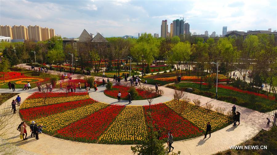 #CHINA-GANSU-TULIP FLOWERS (CN) 