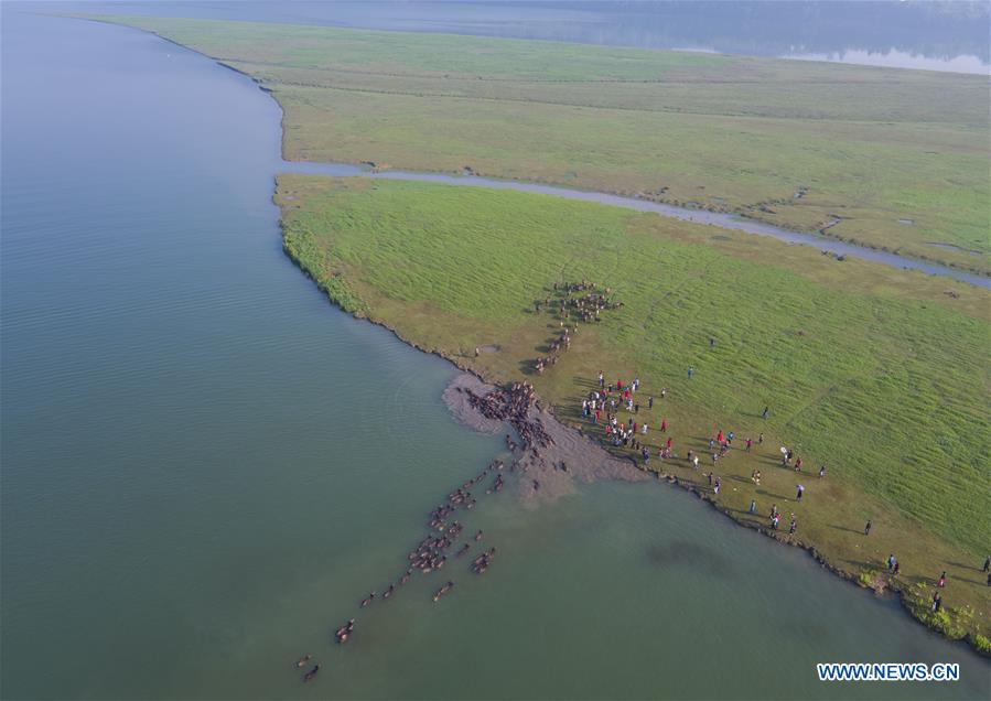CHINA-SICHUAN-CATTLE-SCENE (CN)