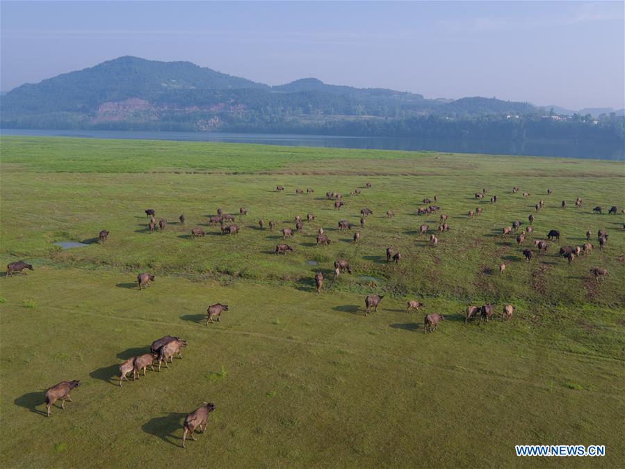 CHINA-SICHUAN-CATTLE-SCENE (CN)