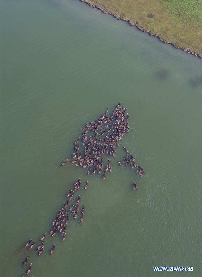 CHINA-SICHUAN-CATTLE-SCENE (CN)