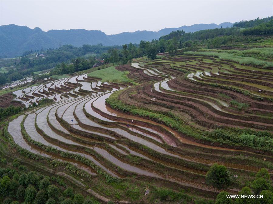 CHINA-SICHUAN-TERRACED FIELDS-BUSY SEASON(CN)