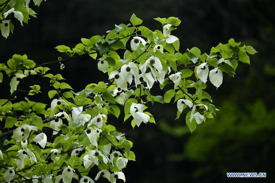 #CHINA-HUBEI-XUAN'EN-DAVIDIA INVOLUCRATA BAILL  (CN) 