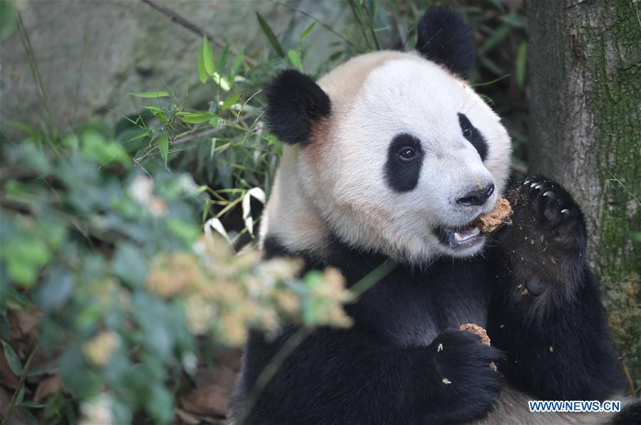 CHINA-SICHUAN-GIANT PANDA-DENMARK (CN)