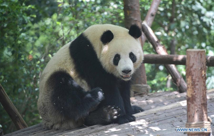 CHINA-SICHUAN-GIANT PANDA-DENMARK (CN)