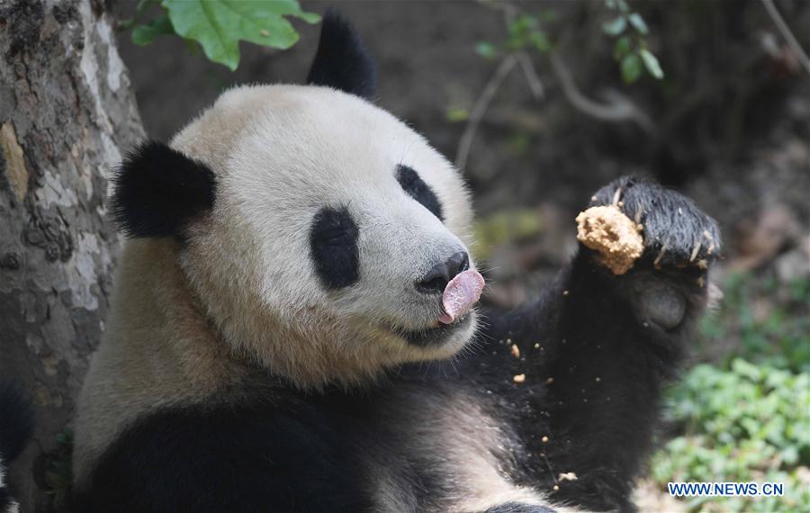 CHINA-SICHUAN-GIANT PANDA-DENMARK (CN)