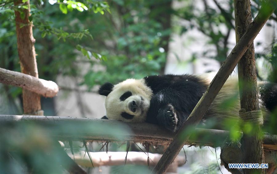 CHINA-SICHUAN-GIANT PANDA-DENMARK (CN)