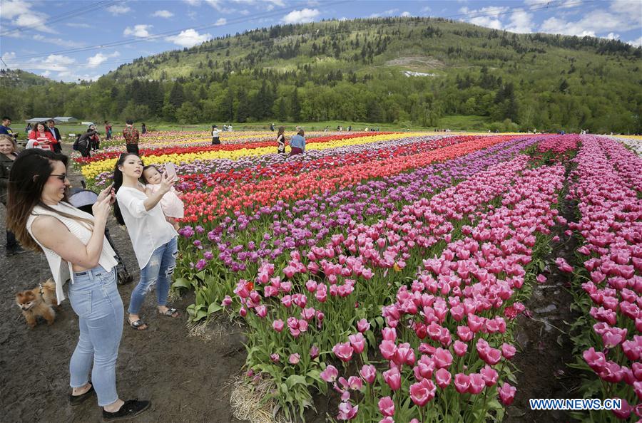 CANADA-ABBOTSFORD-TULIP FESTIVAL