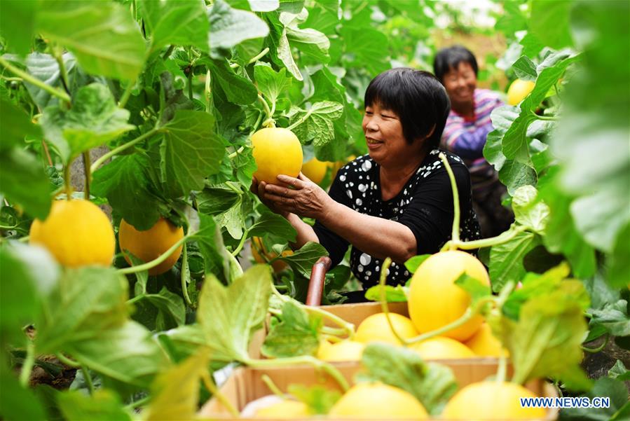 CHINA-HEBEI-SUMMER-AGRICULTURE (CN)