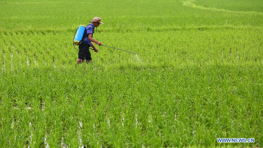 #CHINA-HAINAN-SUMMER-AGRICULTURE (CN)