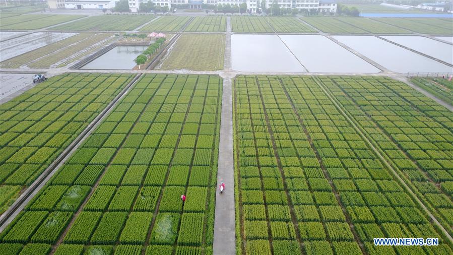 #CHINA-JIANGSU-SUMMER-AGRICULTURE (CN)